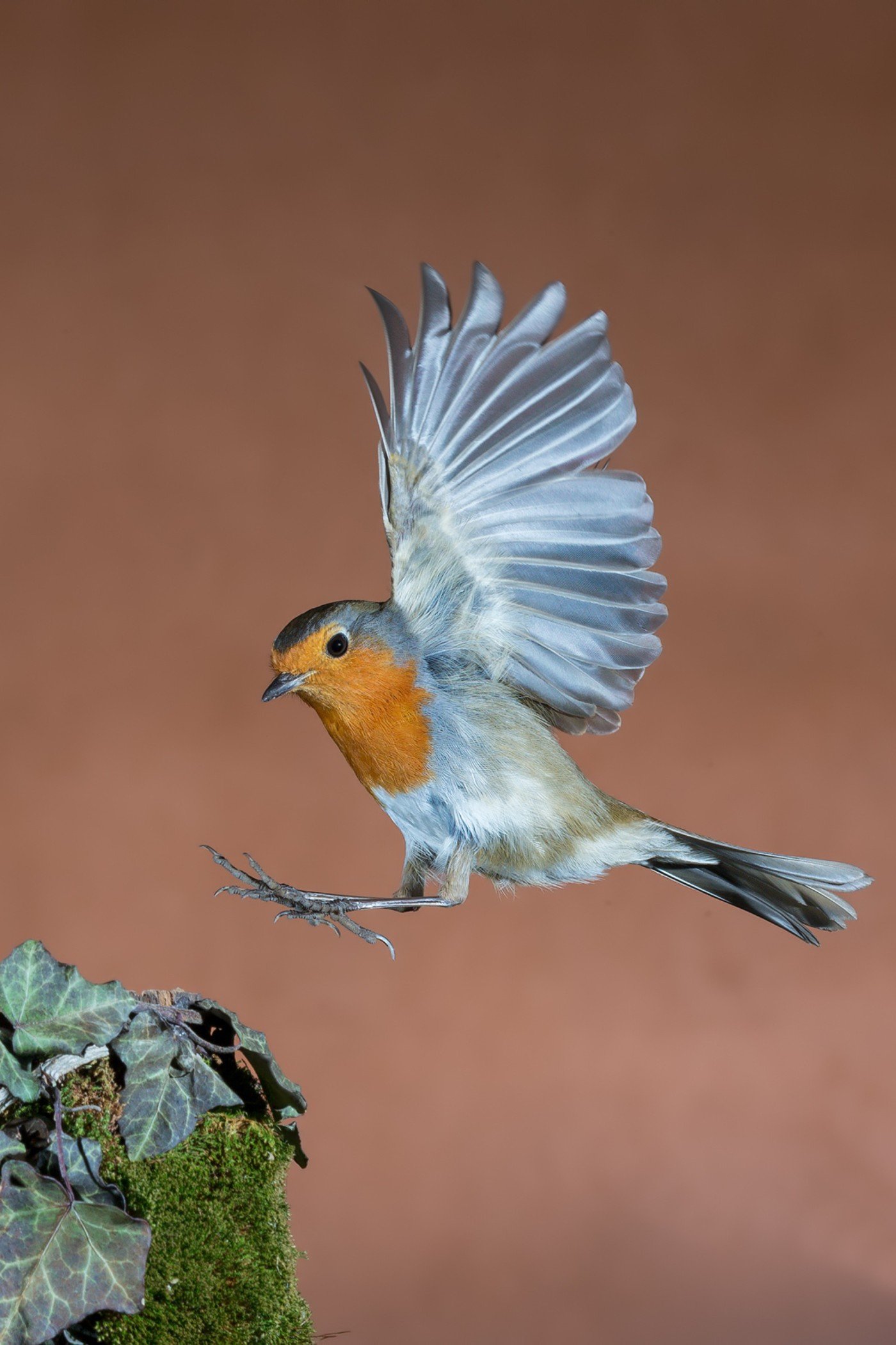 Robin bird in flight