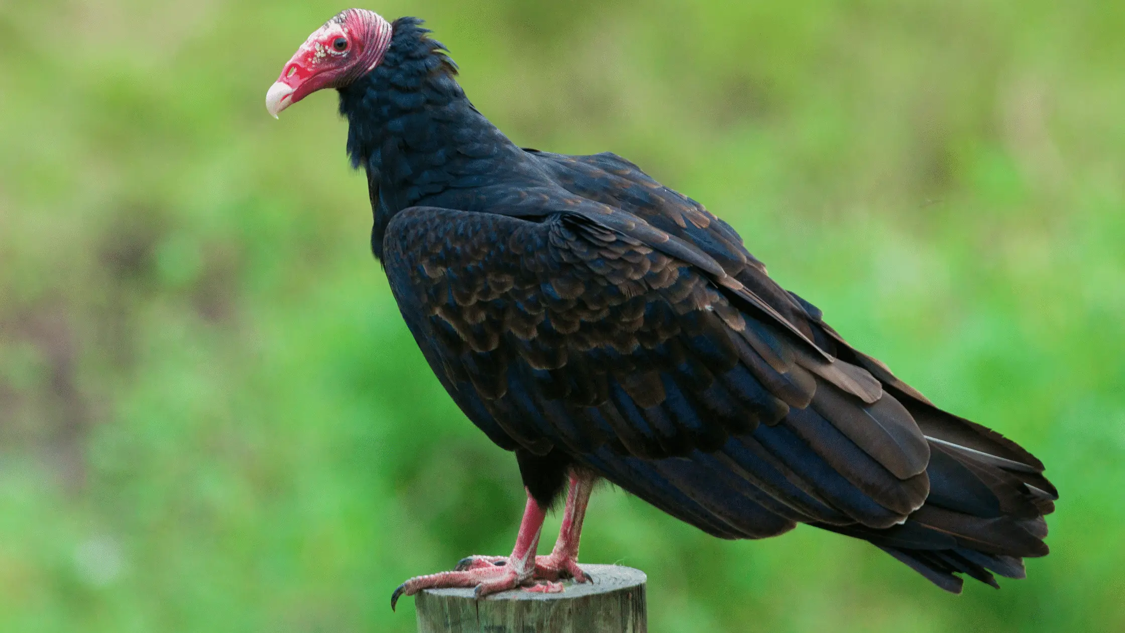 Turkey Vulture