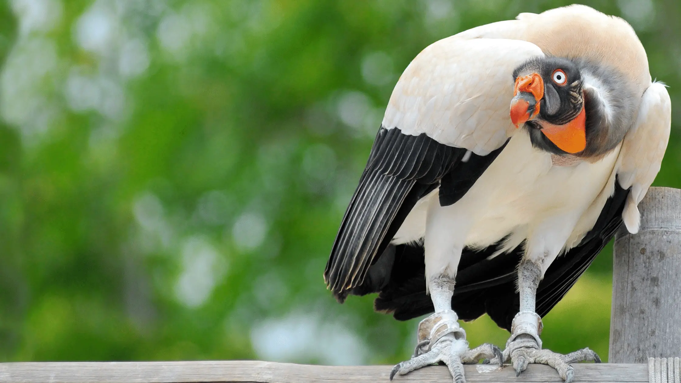 King Vulture