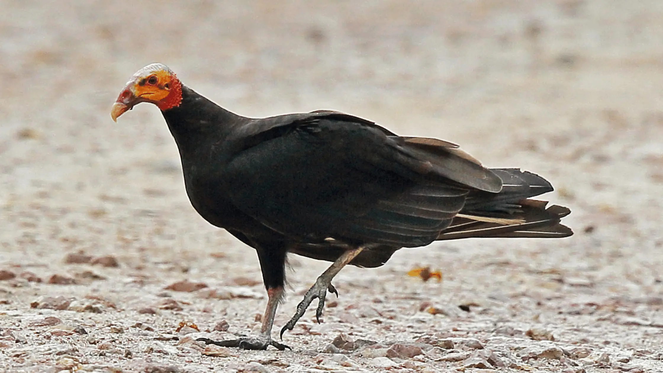 Lesser Yellow-Headed Vulture