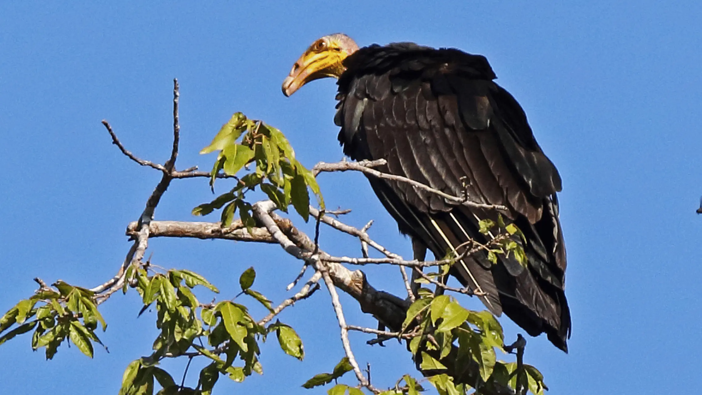 Greater Yellow-Headed Vulture