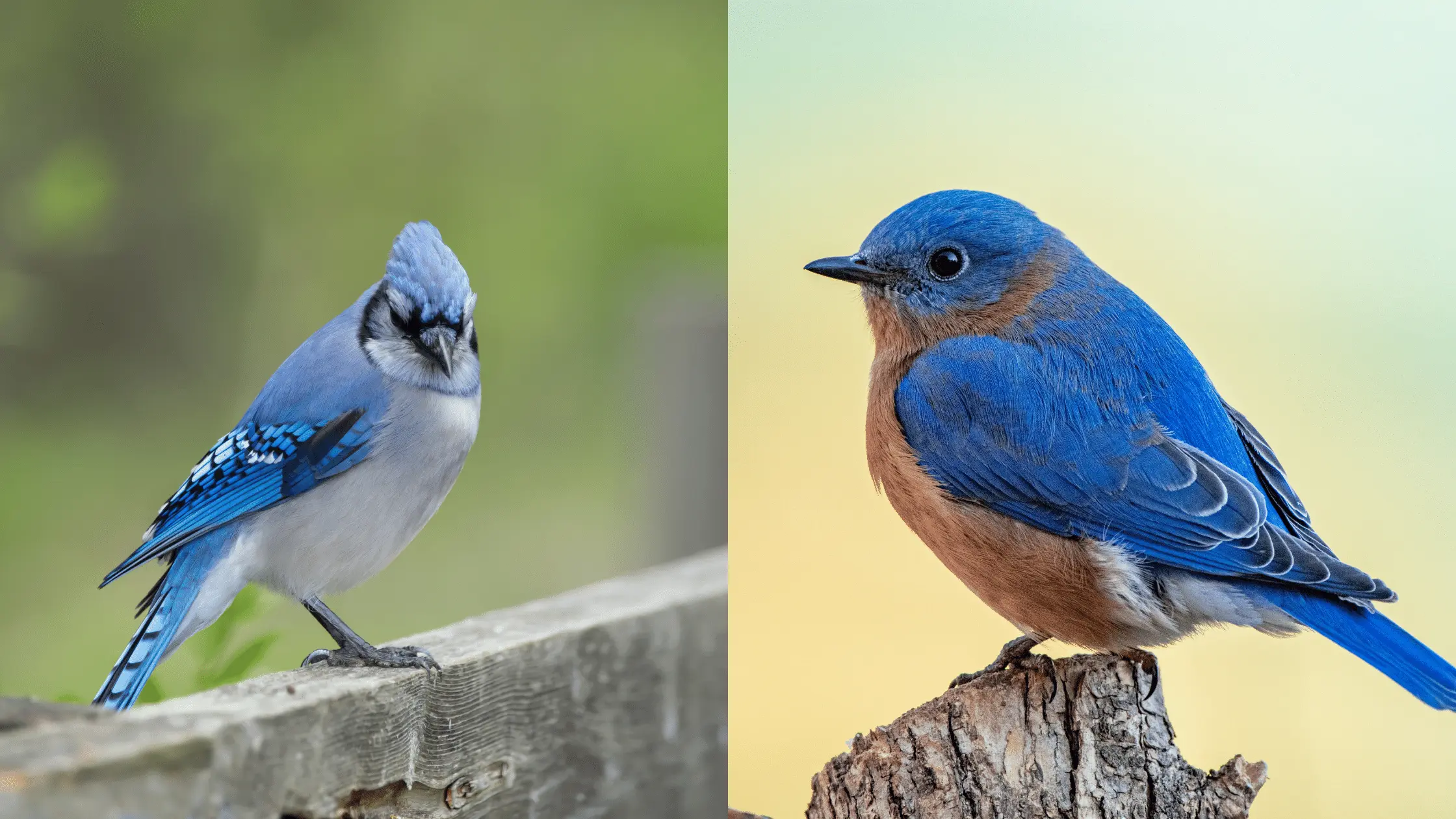 Blue Jay vs Bluebird Differences Bird Watching Journal