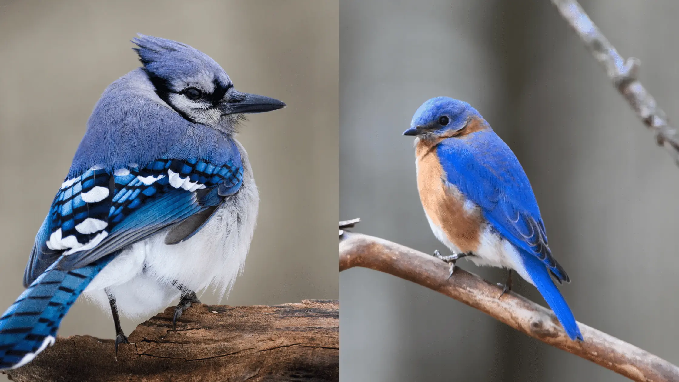 Blue Jay and Blue Bird