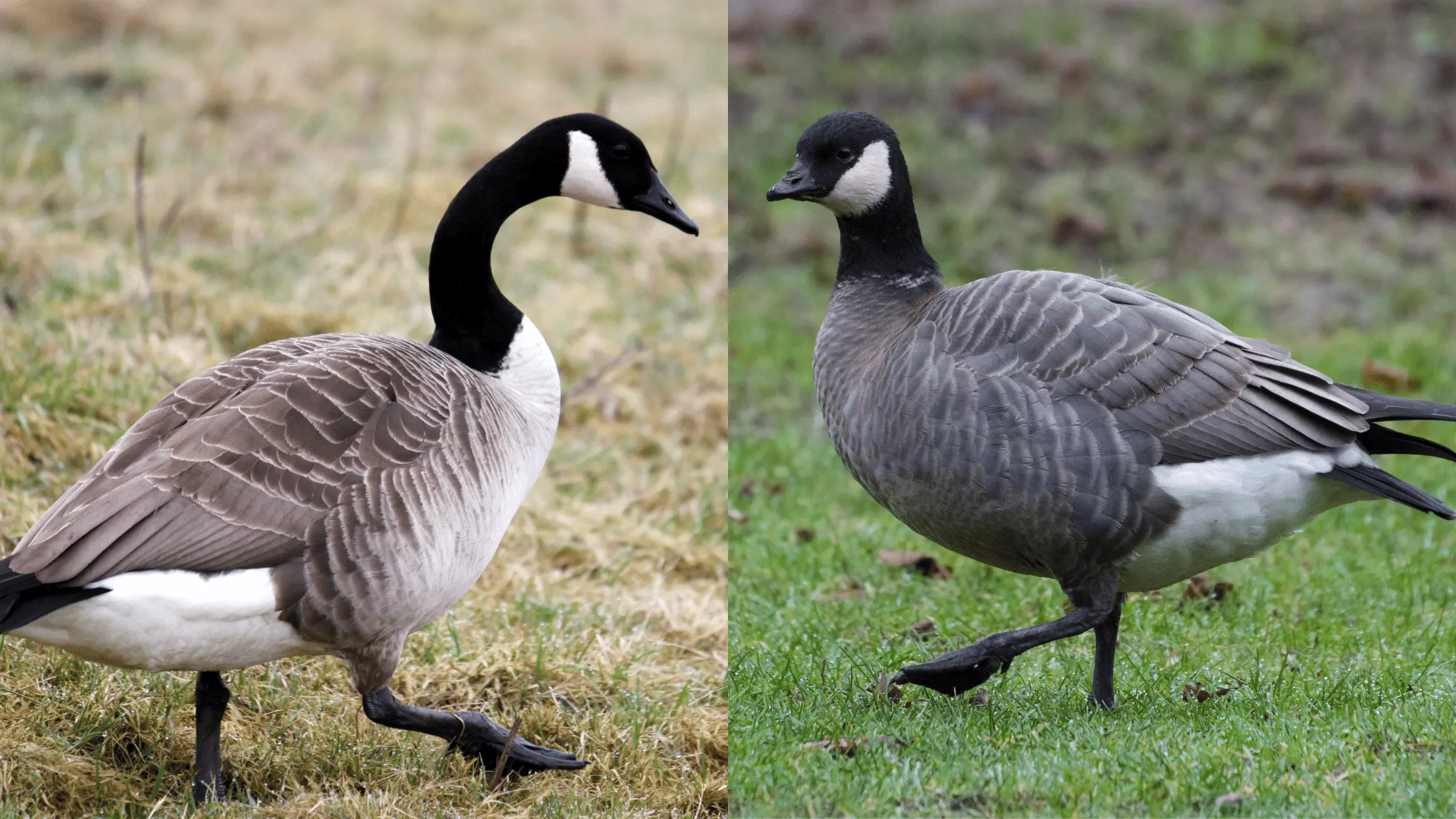 Canada and Cackling Goose