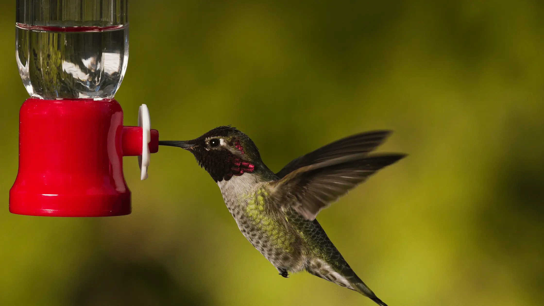 Hummingbird Feeder