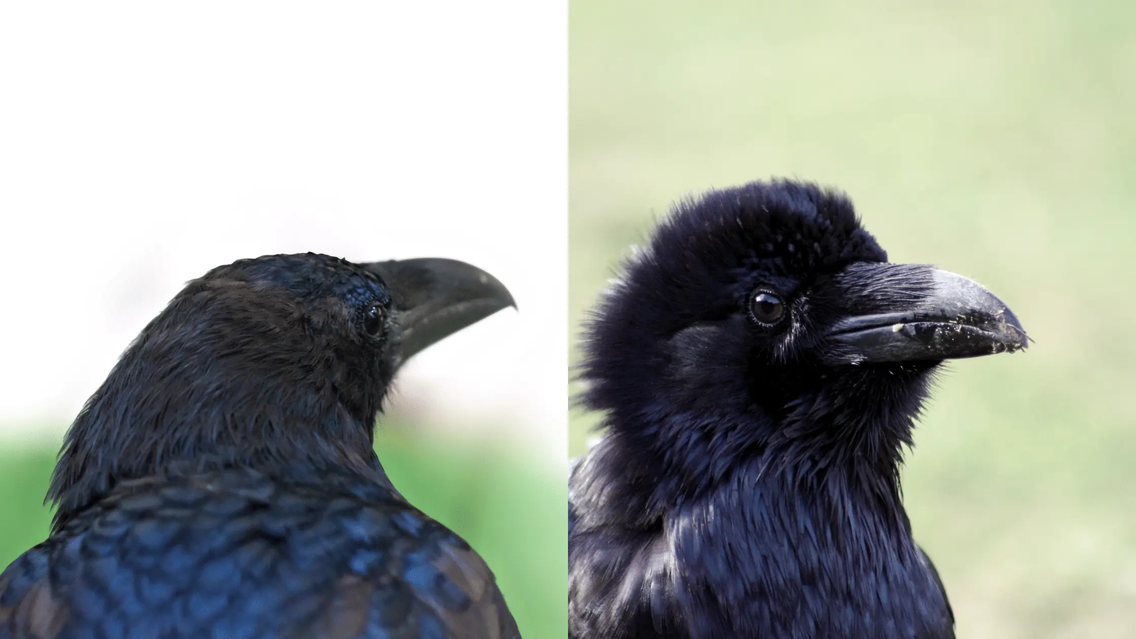 The Heads of a Raven and Crow