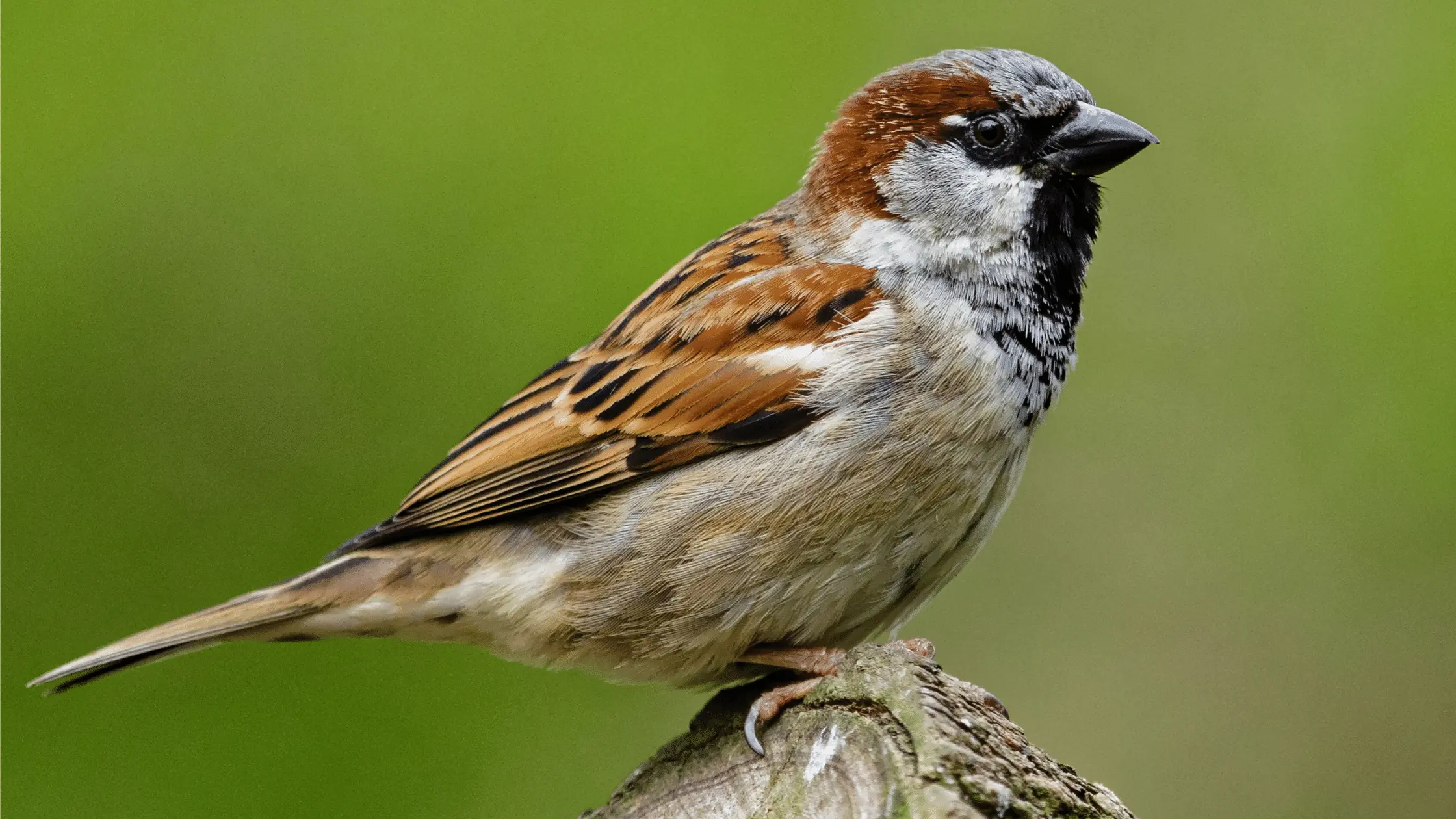 Sparrow