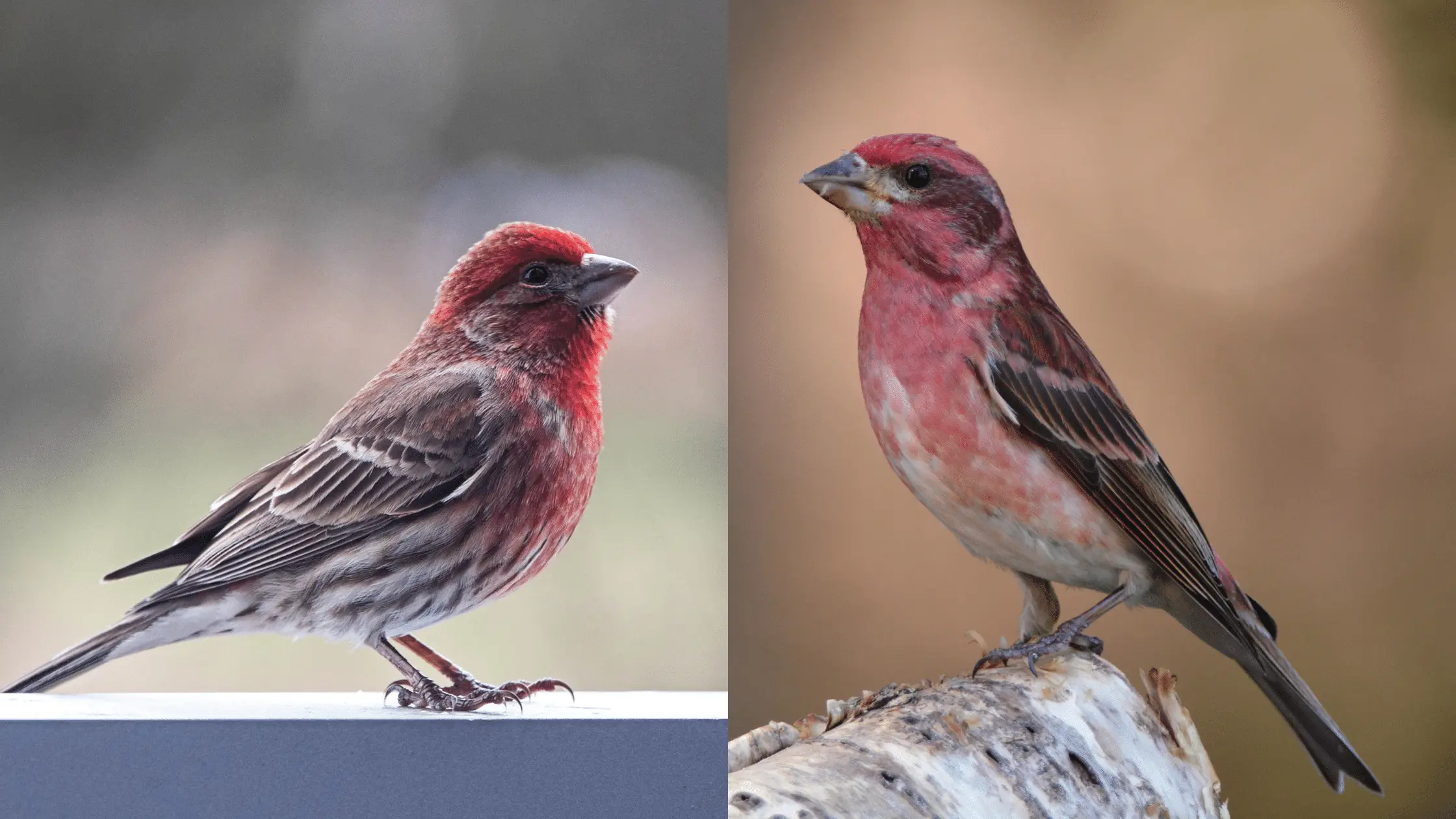 Purple Finch and House Finch