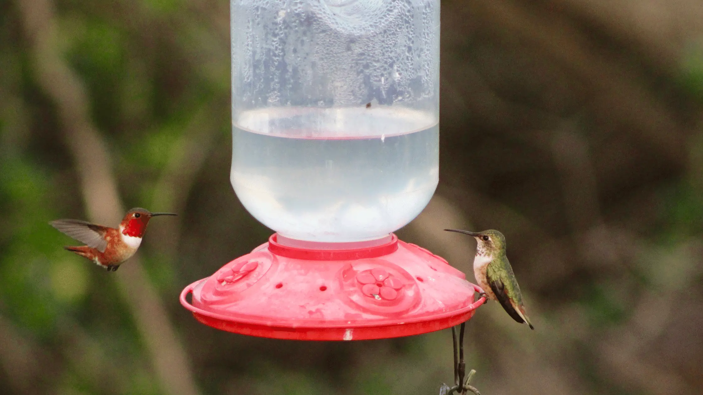 Hummingbird Feeder