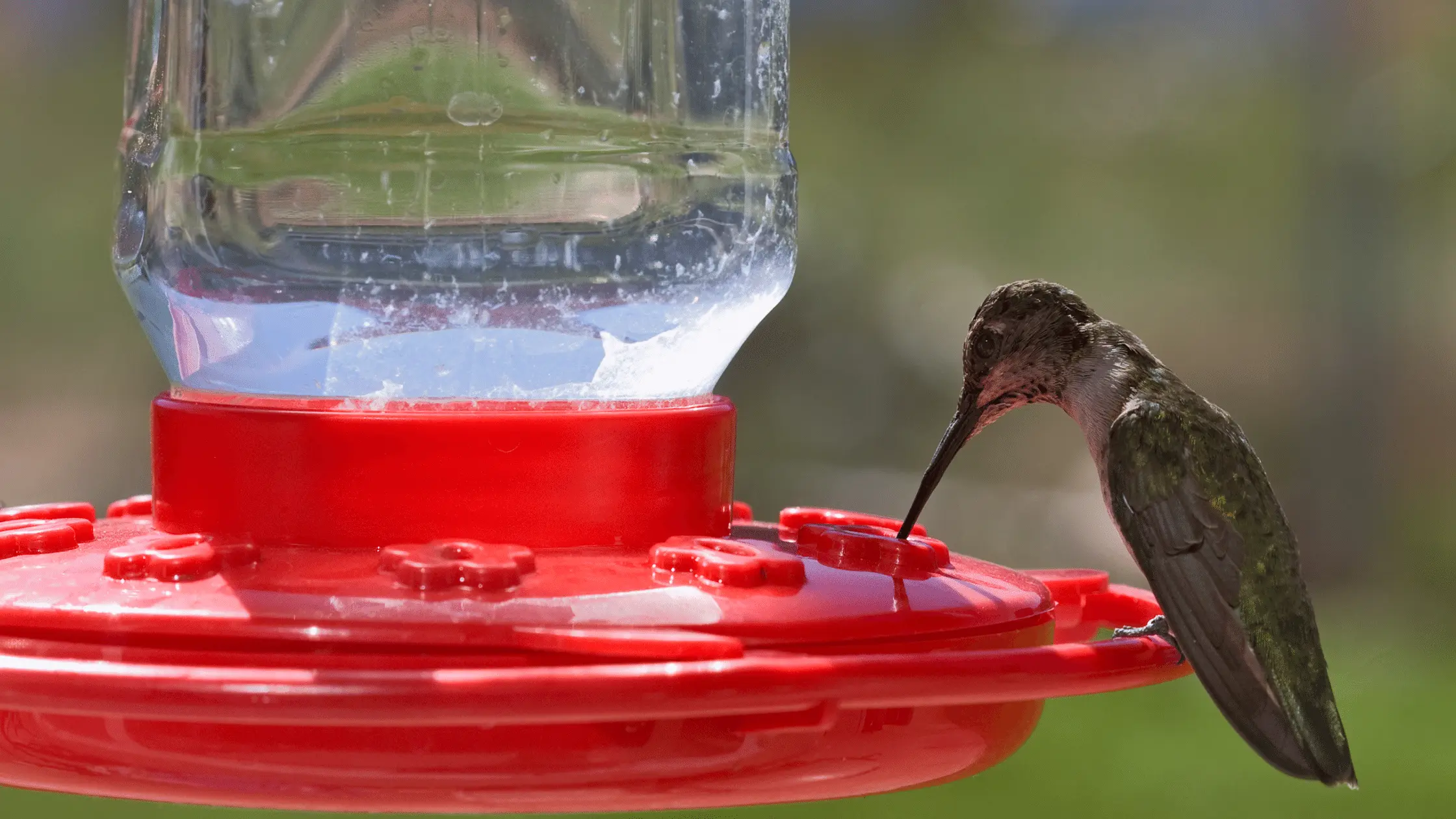 Hummingbird Feeder