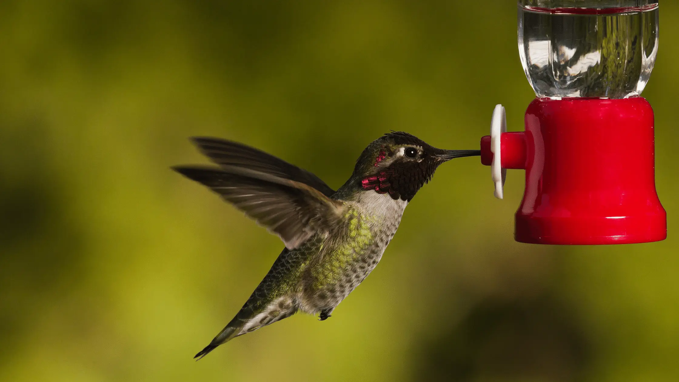 Hummingbird Drinking From A Feeder