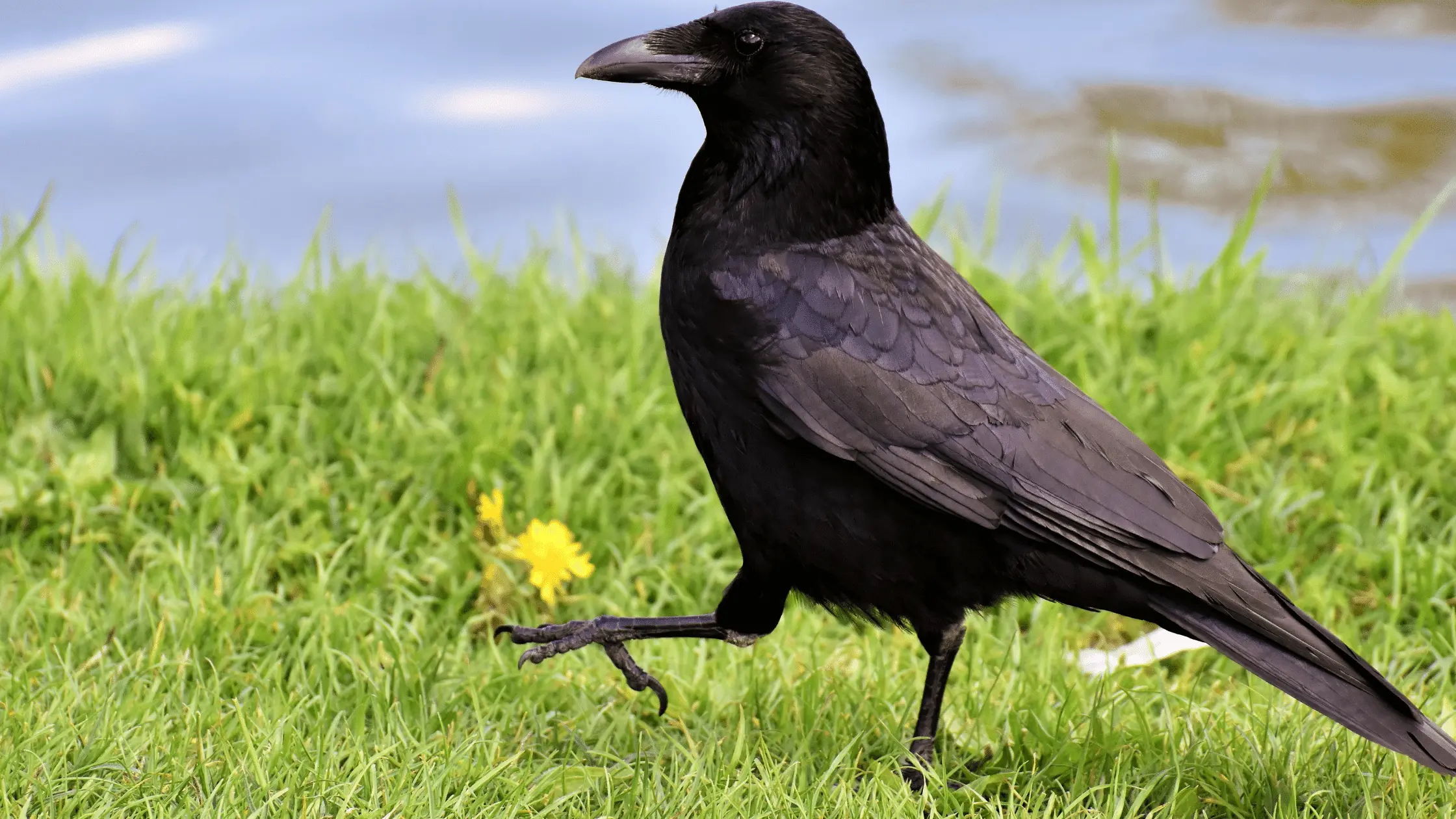 Crow Walking On Grass
