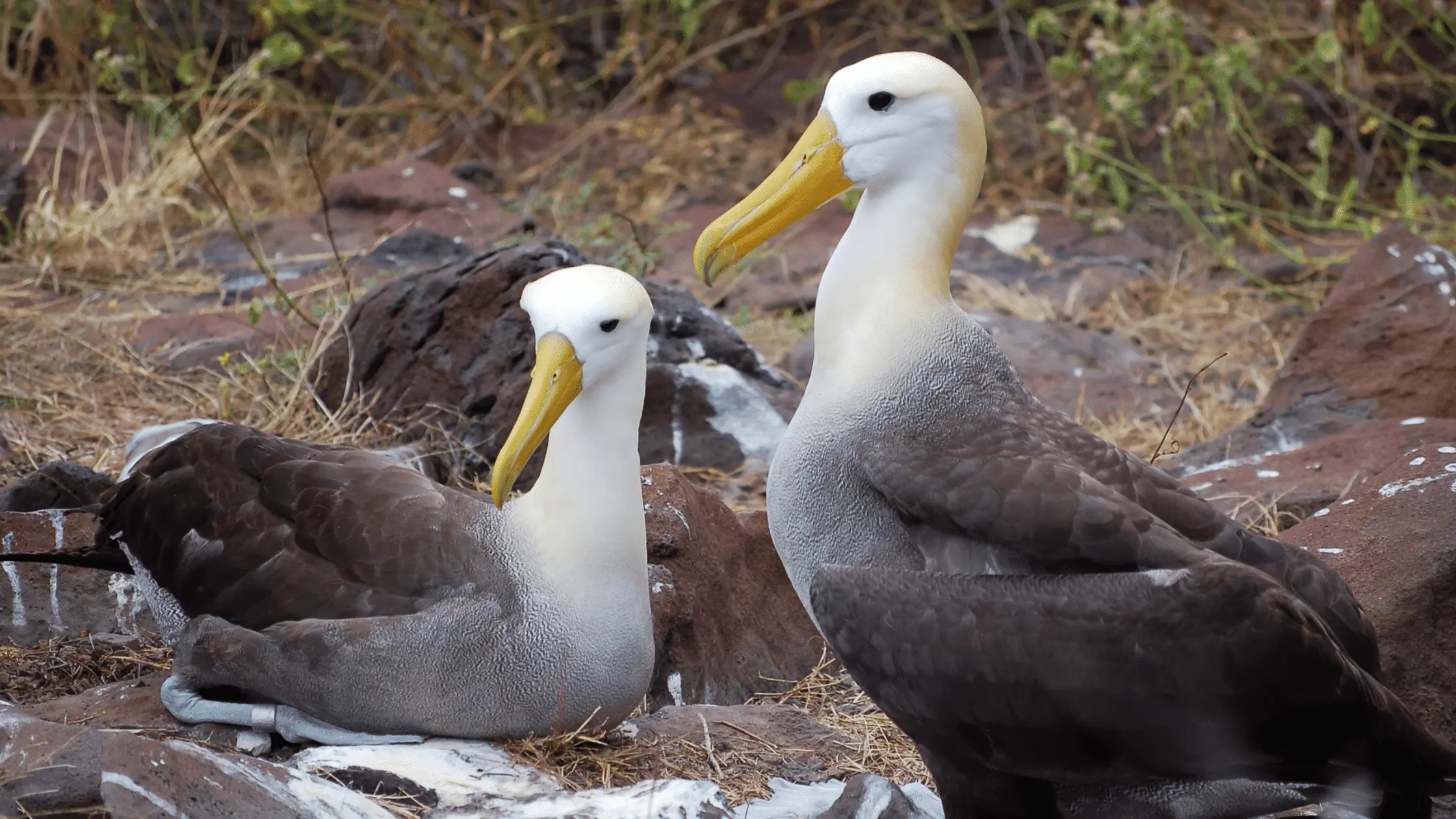 Albatrosses