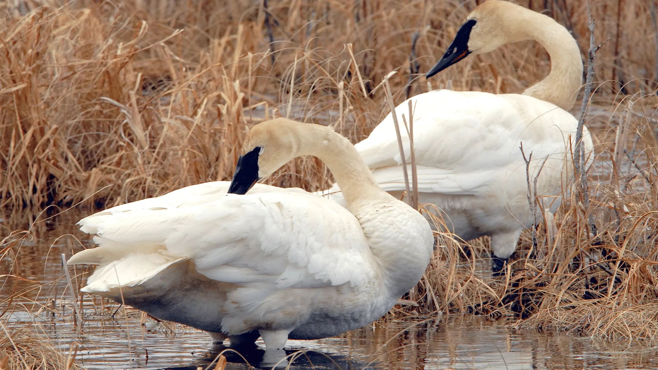 Trumpeter Swans