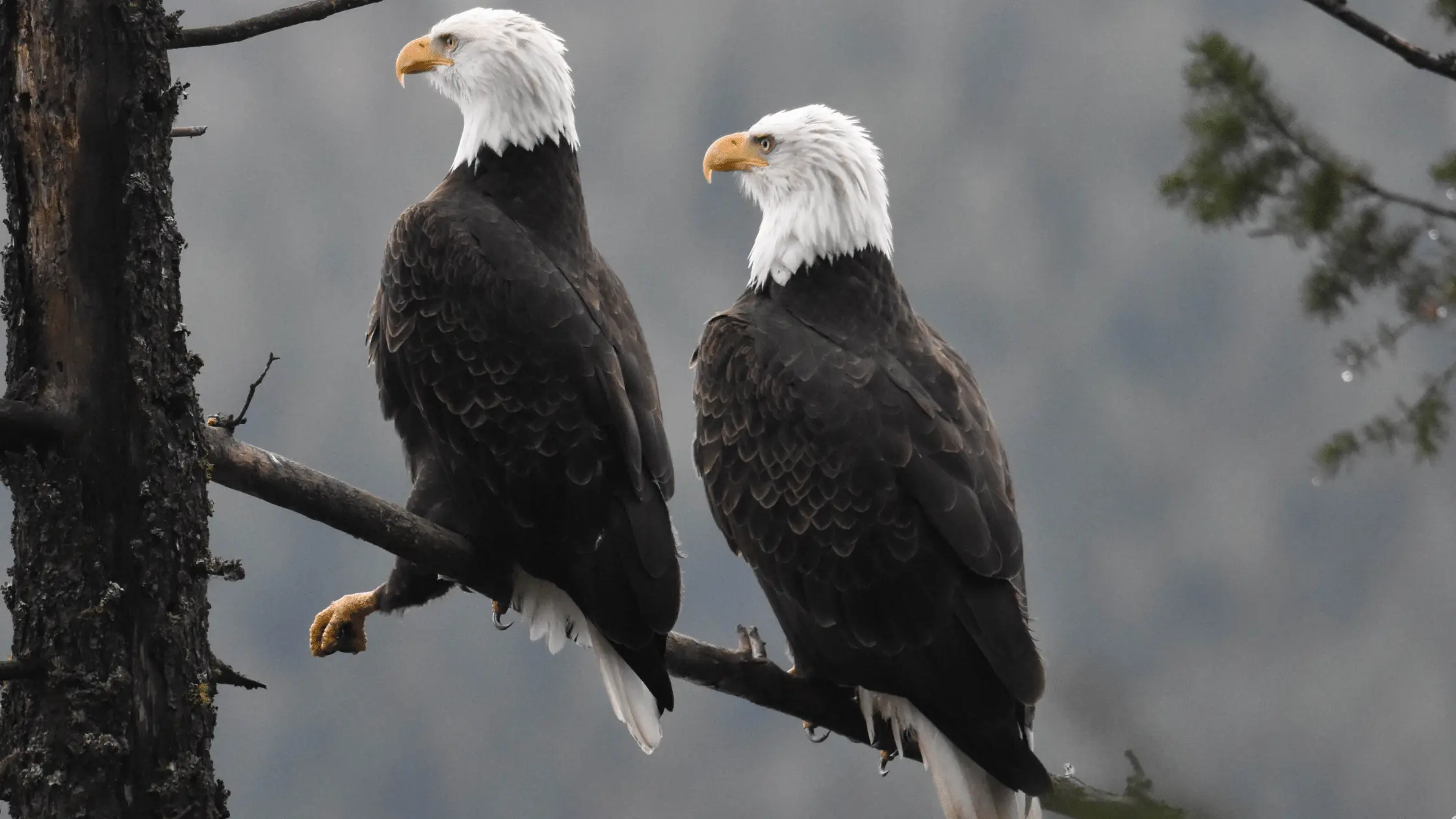 Bald Eagles