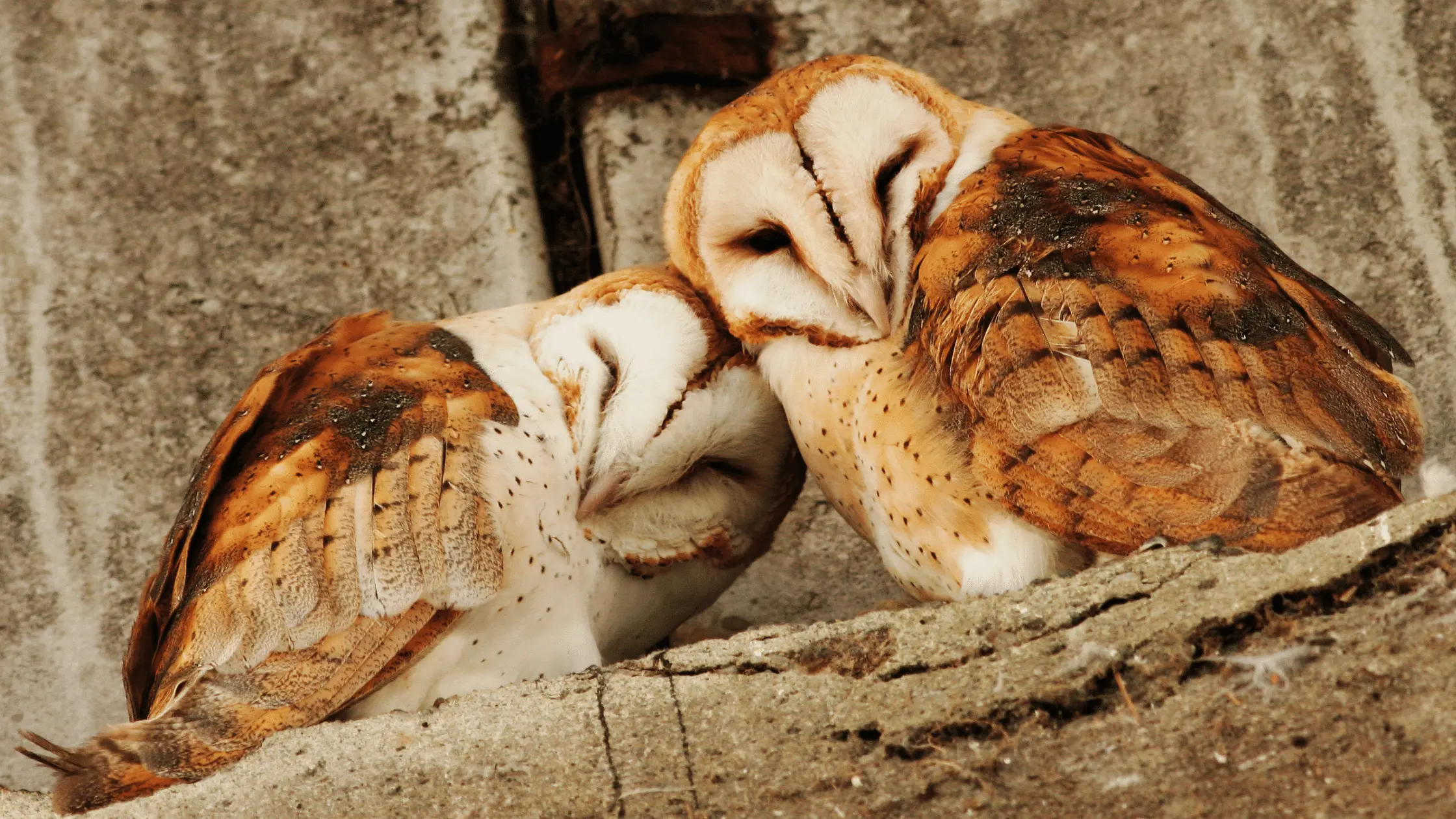 Barn Owls