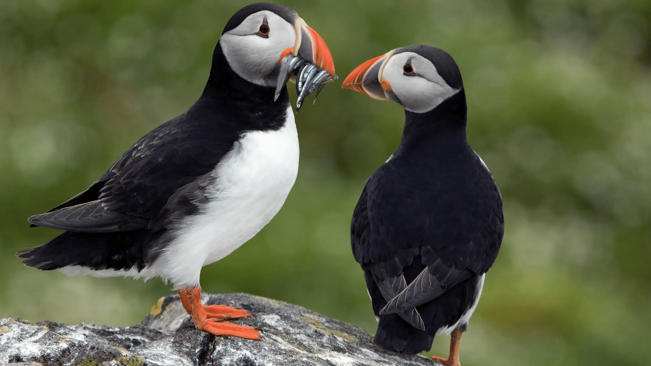 Atlantic Puffins