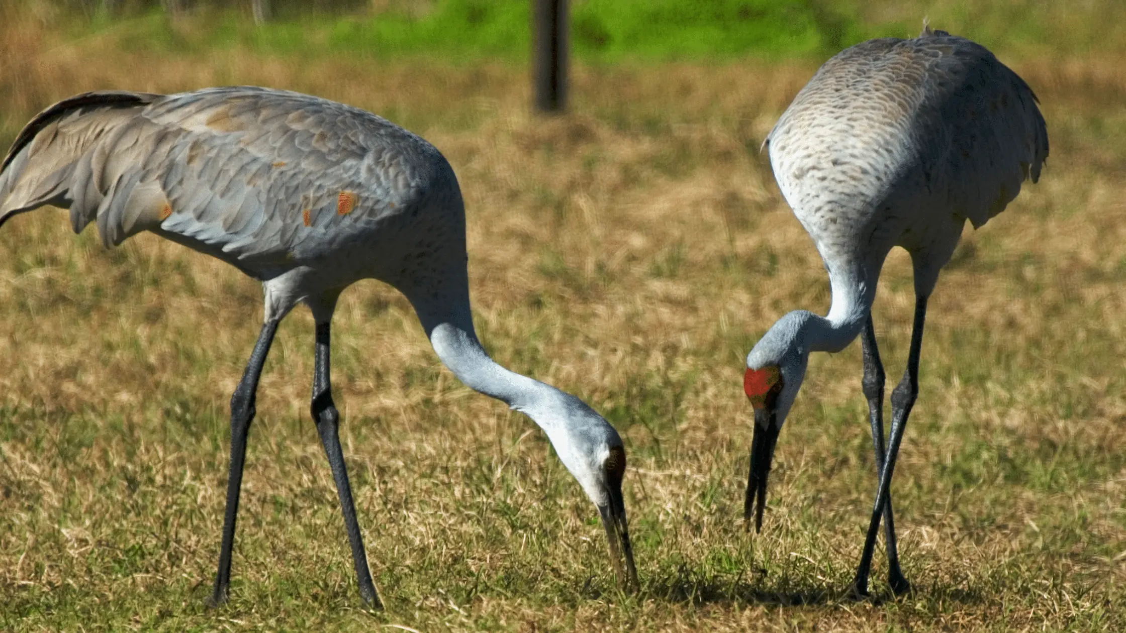 Sandhill Cranes