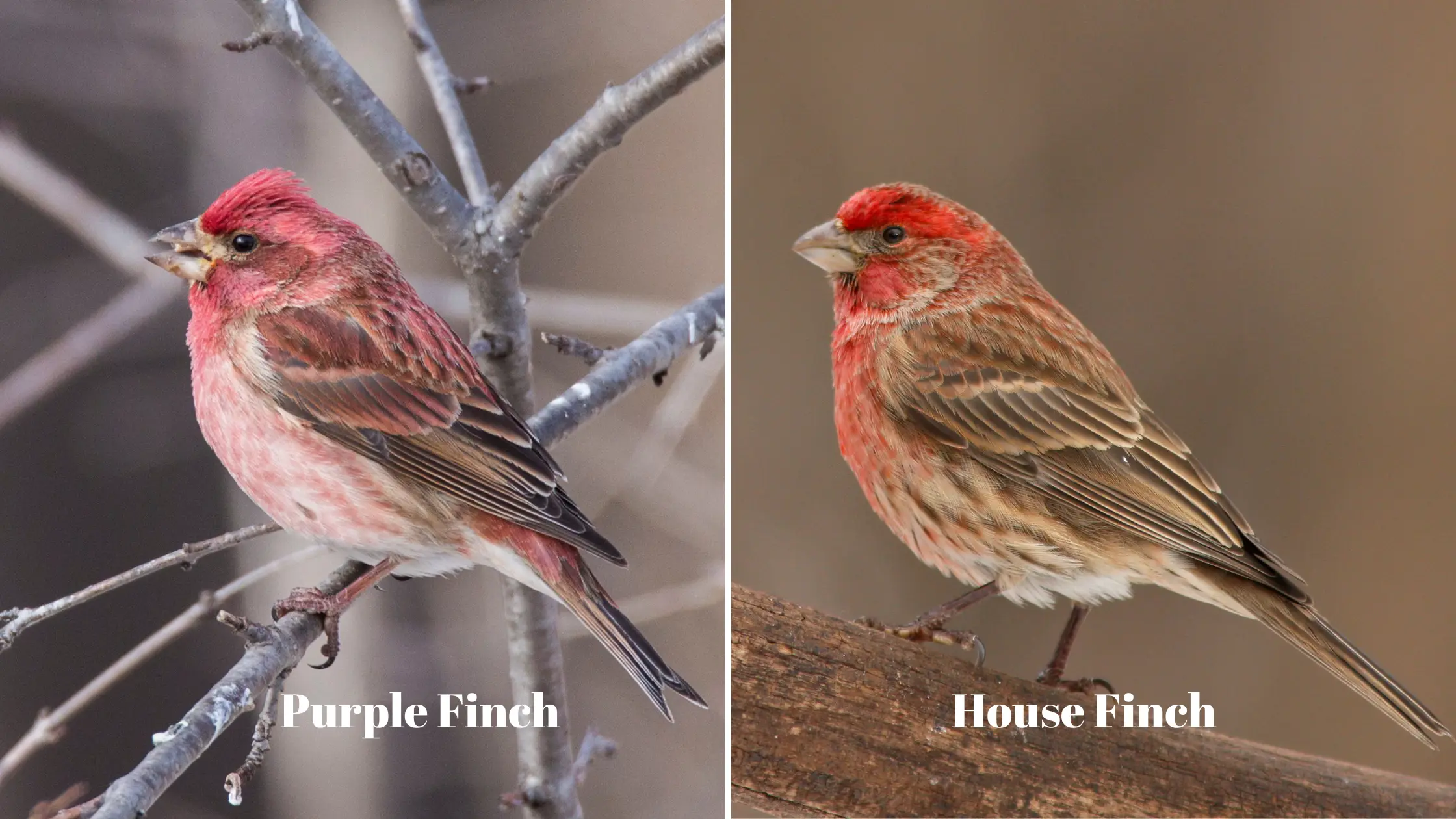 Purple Finch and House Finch