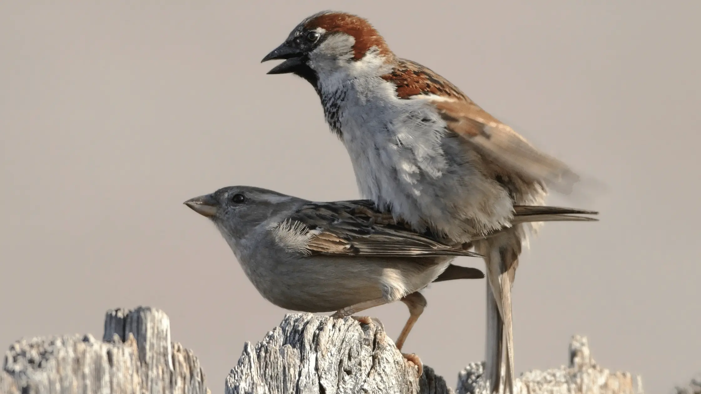 Mating Birds