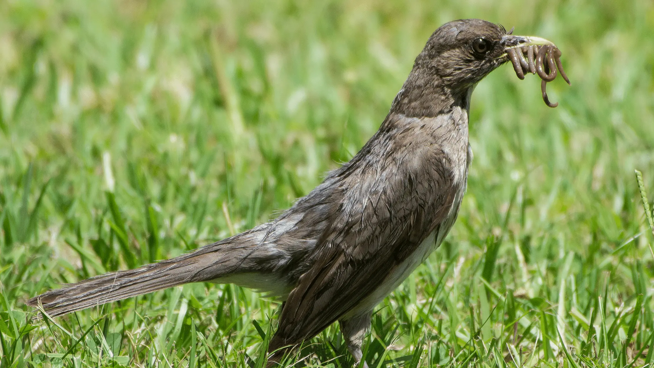 Bird Eating Worms