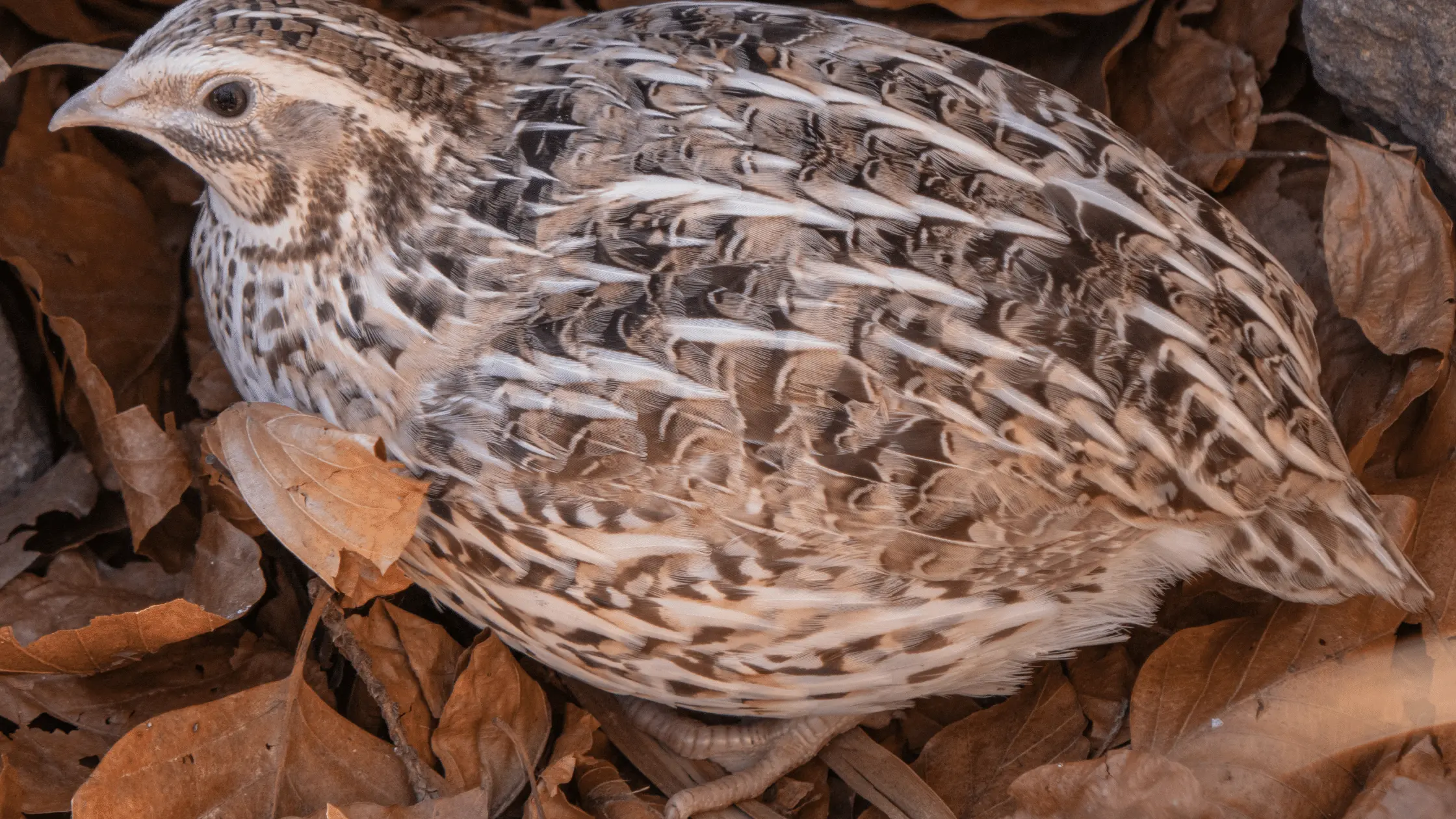 Stubble Quail