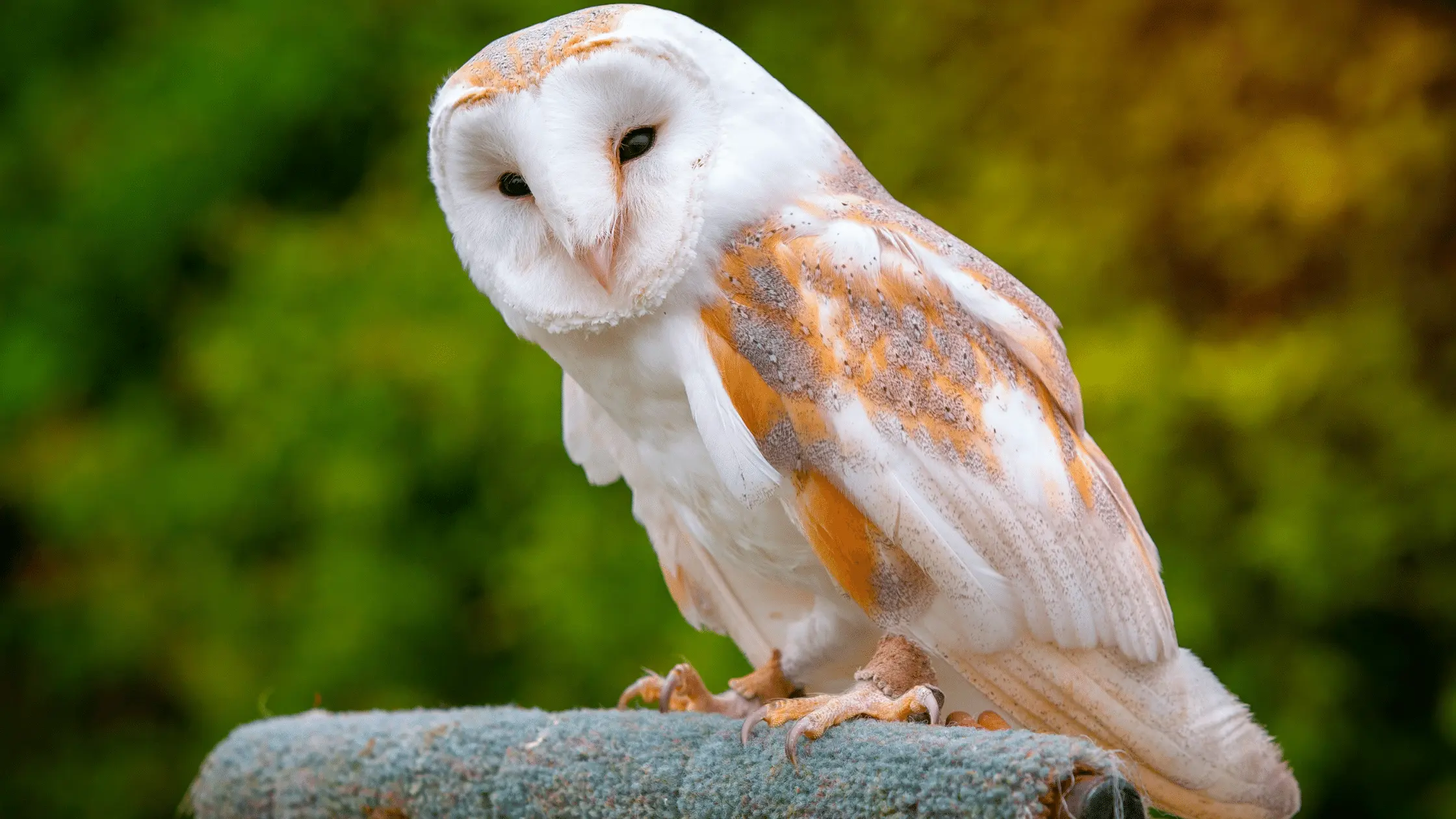 An Owl