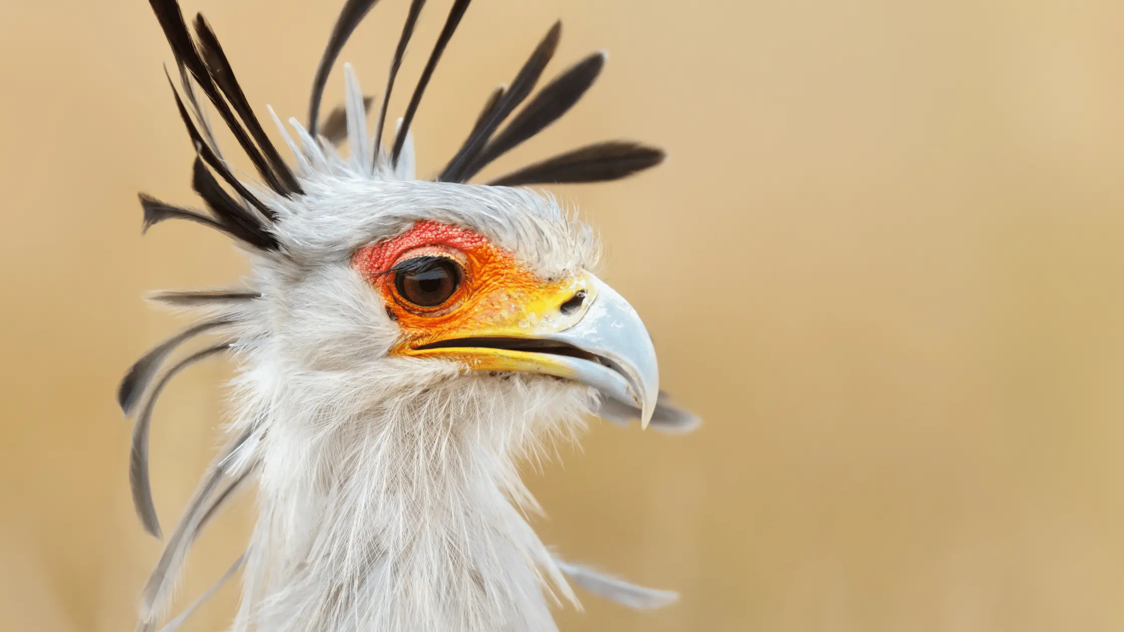 Head of a Secretary Bird