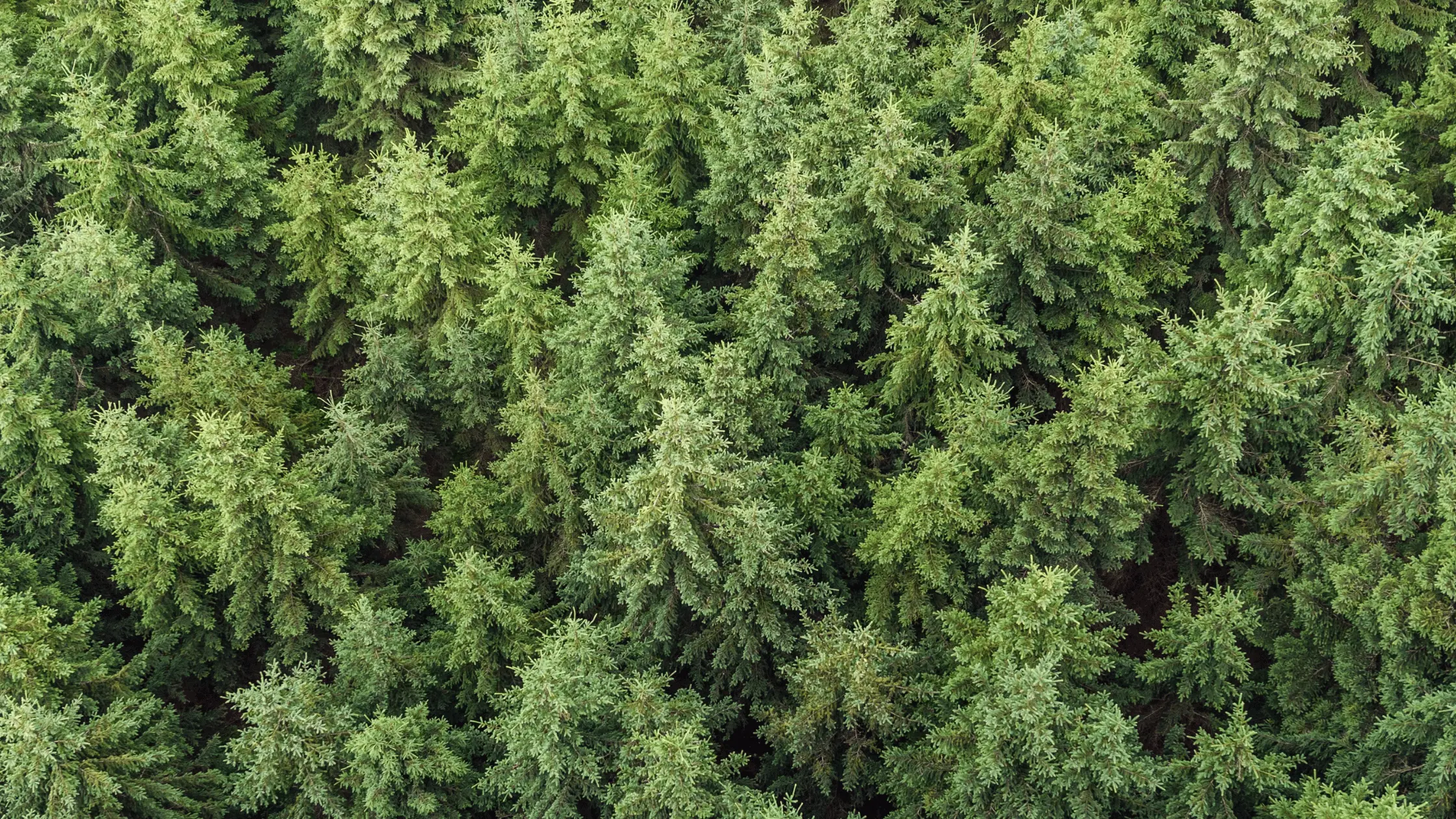 Conifer Trees