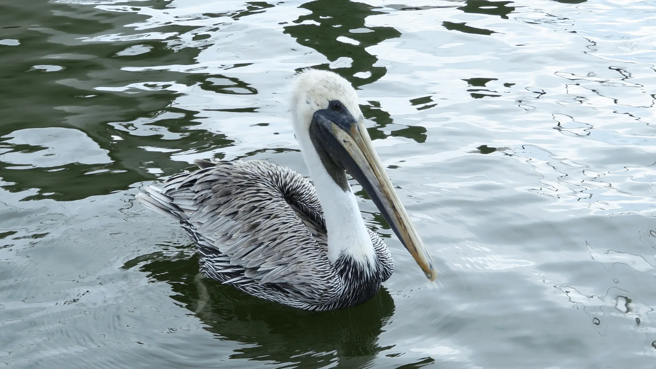 Bird on a Water