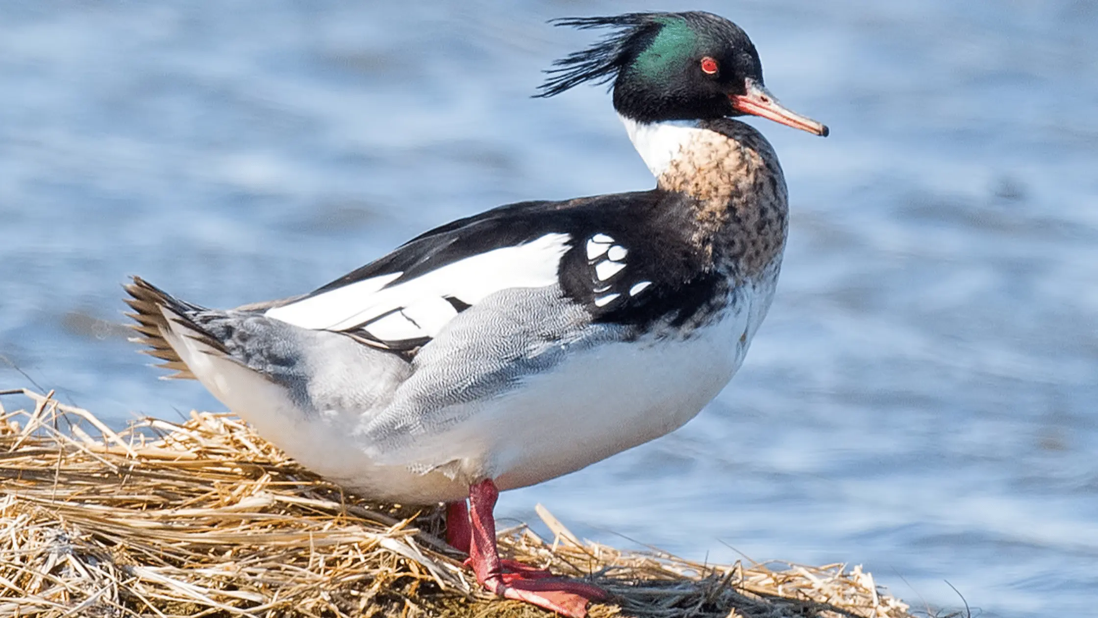 Red-Breasted Merganser