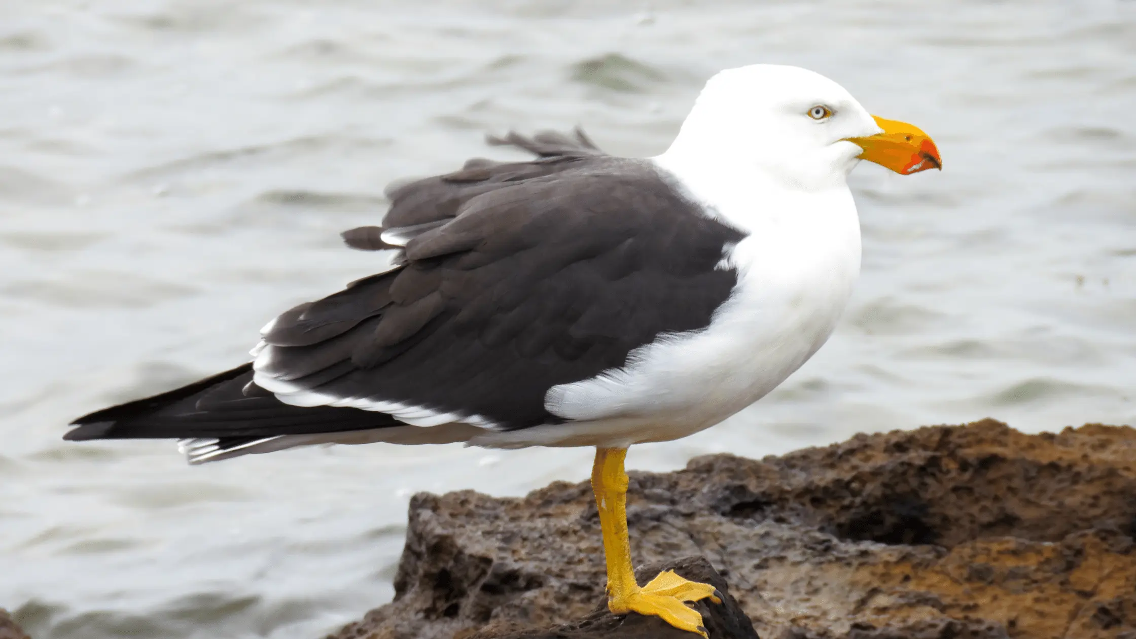 Gray Headed Albatross