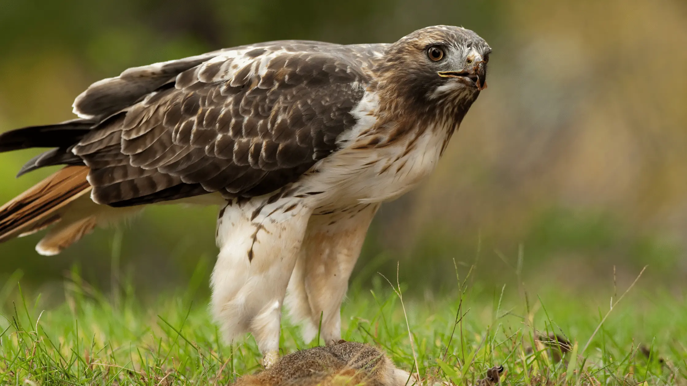 Red-Tailed Hawk