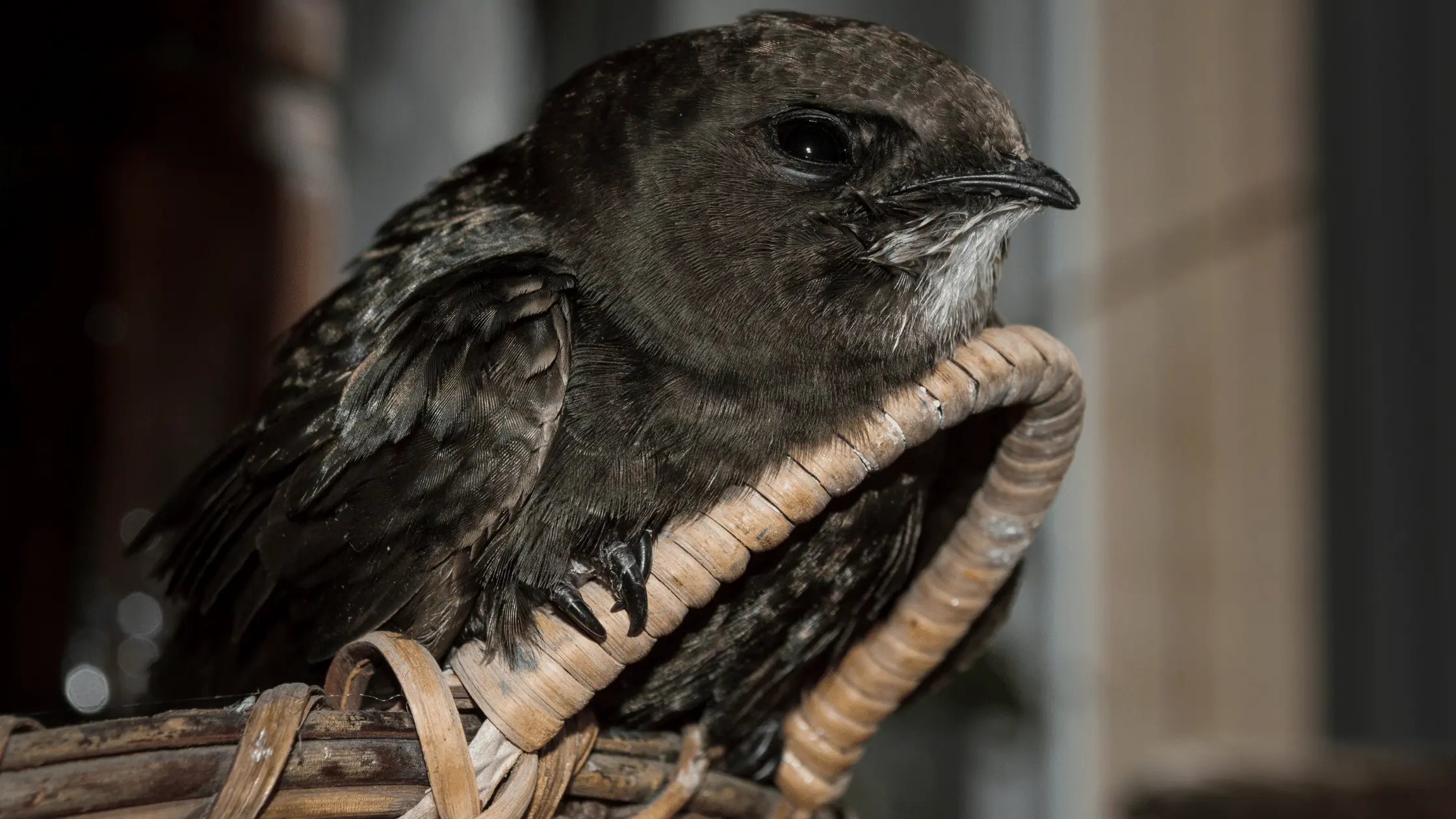 Common Swifts