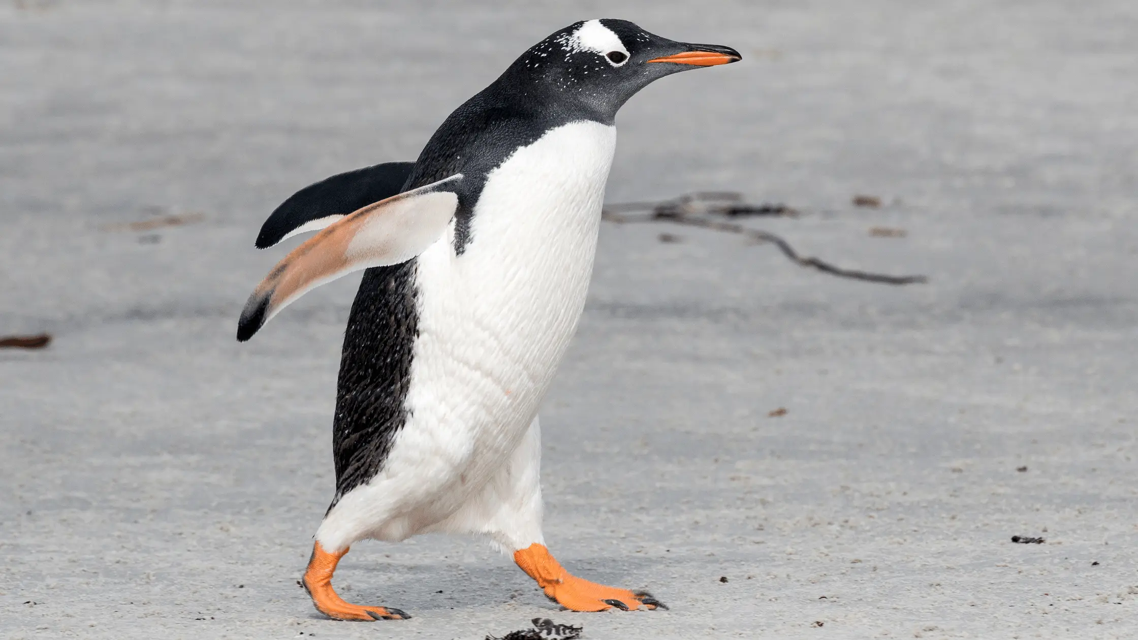 Gentoo Penguin