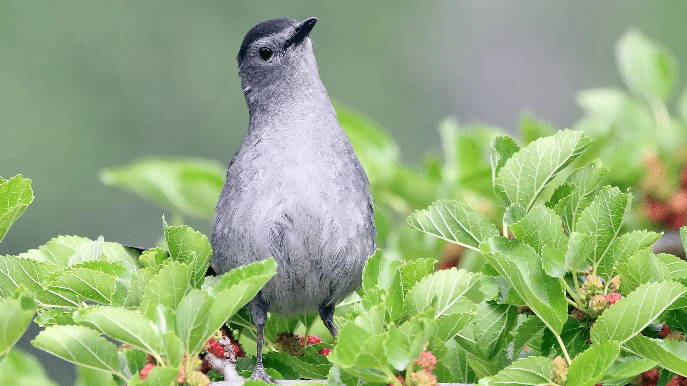 Catbird