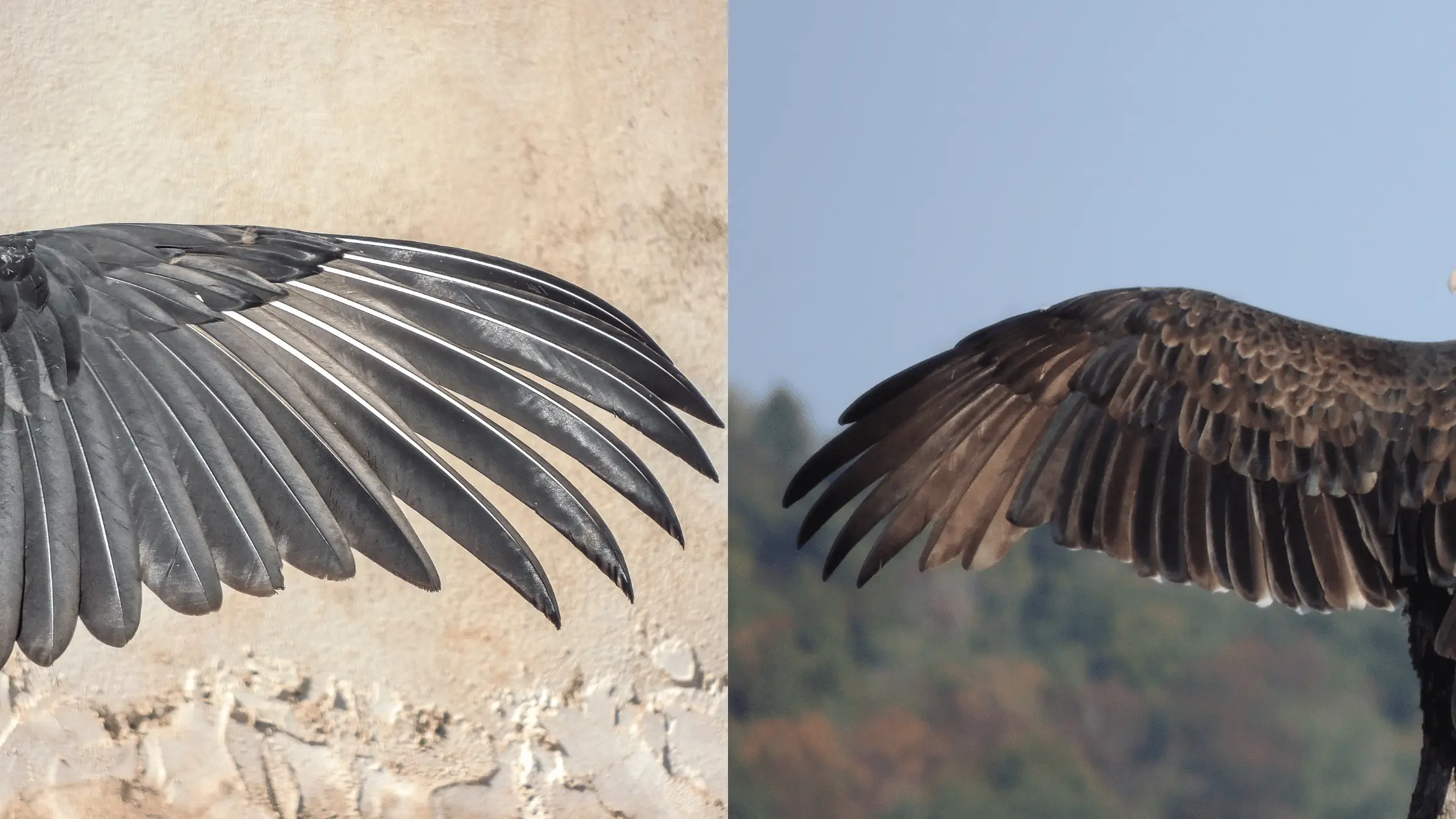 Black and Turkey Vulture Wings