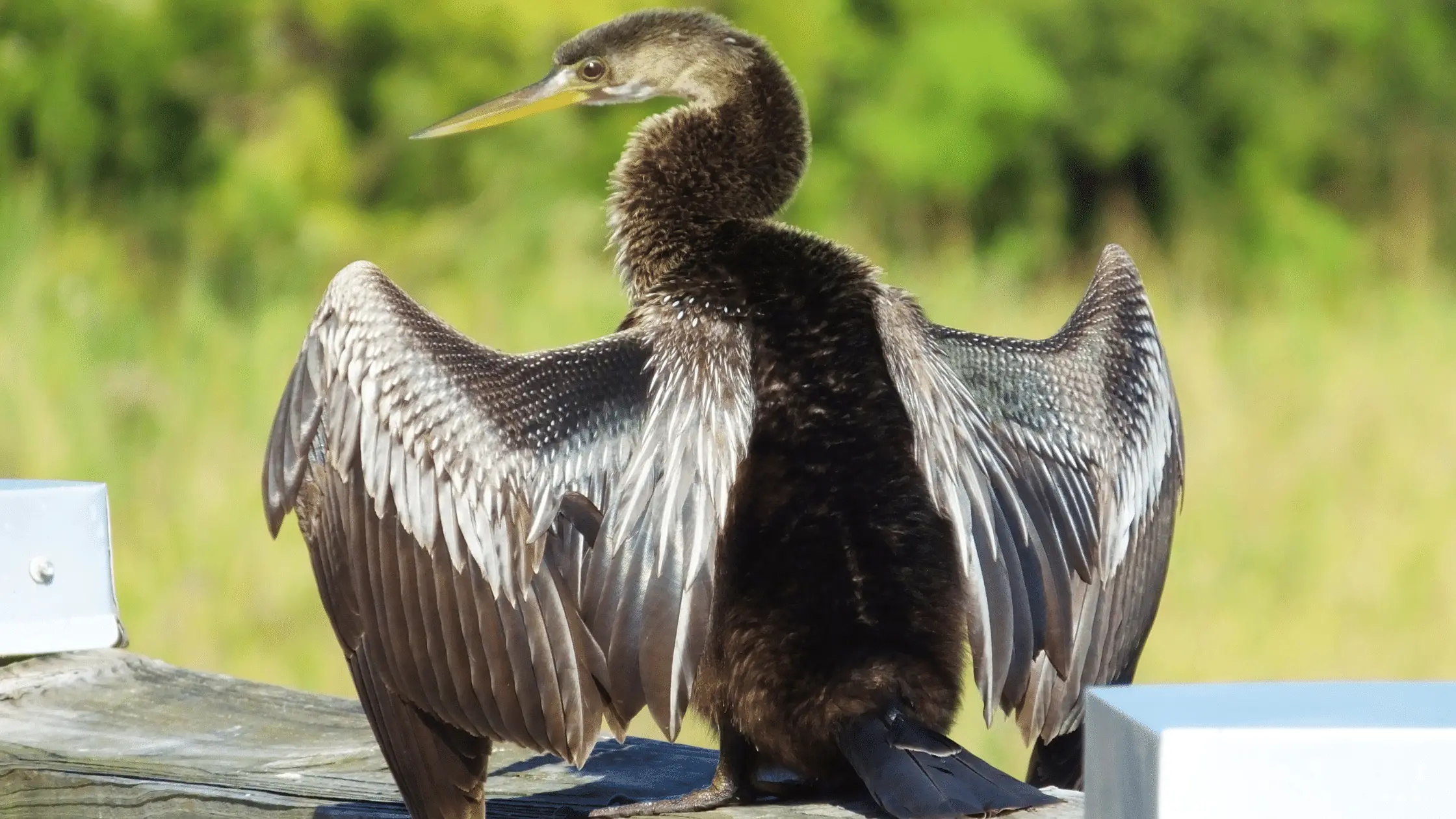 Anhinga