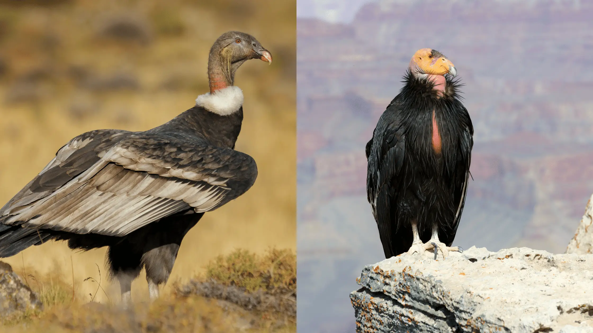 Andean and California Condor