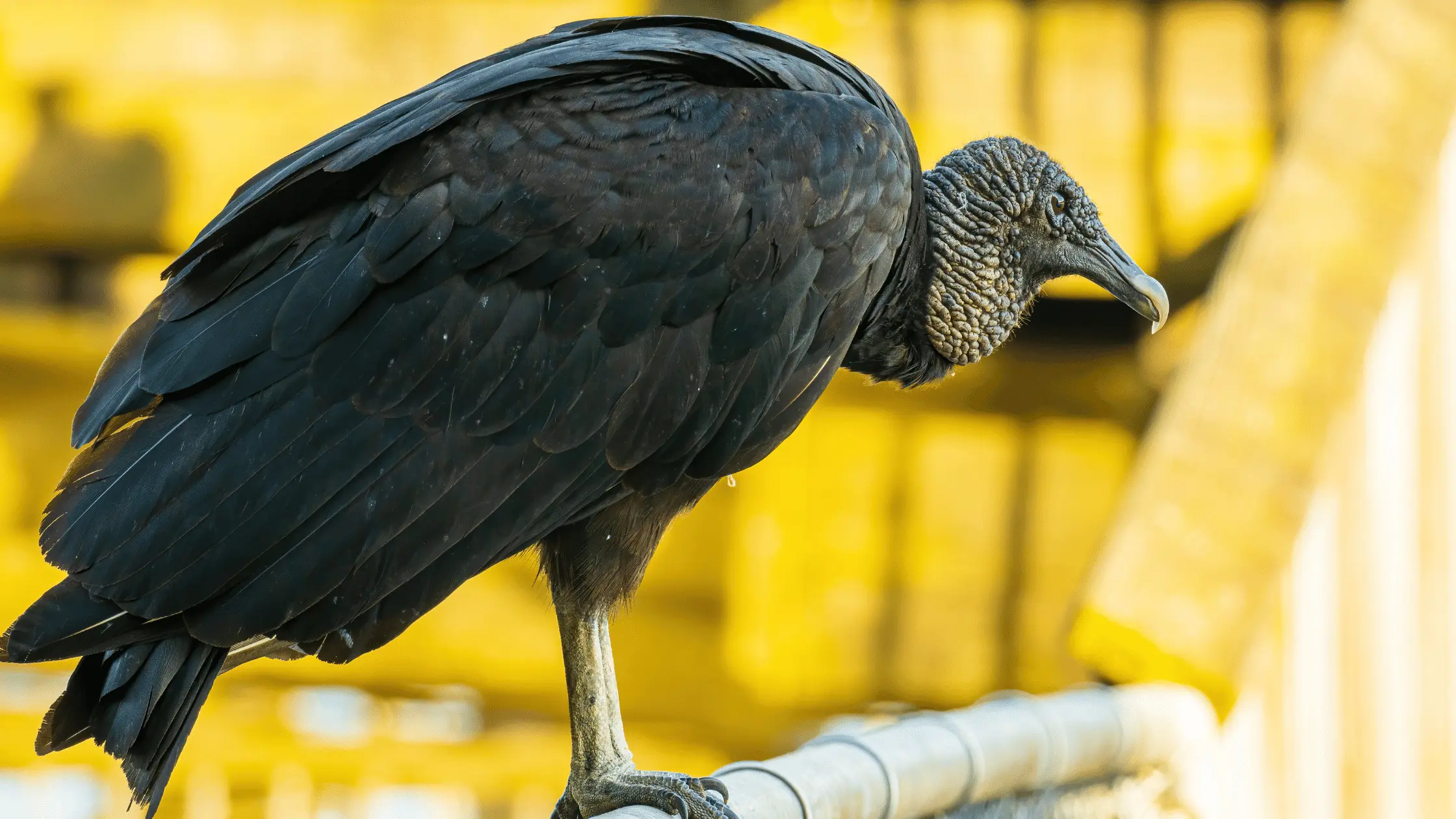 Black Vulture