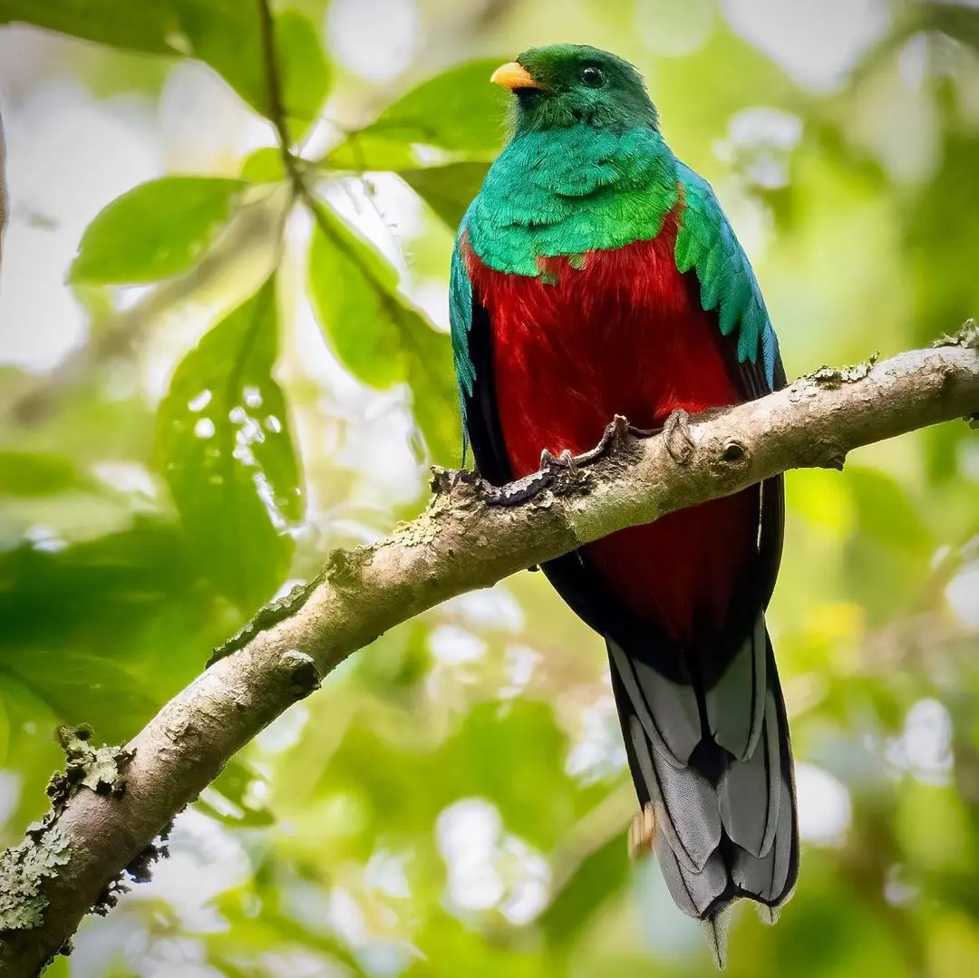 White Tipped Quetzal