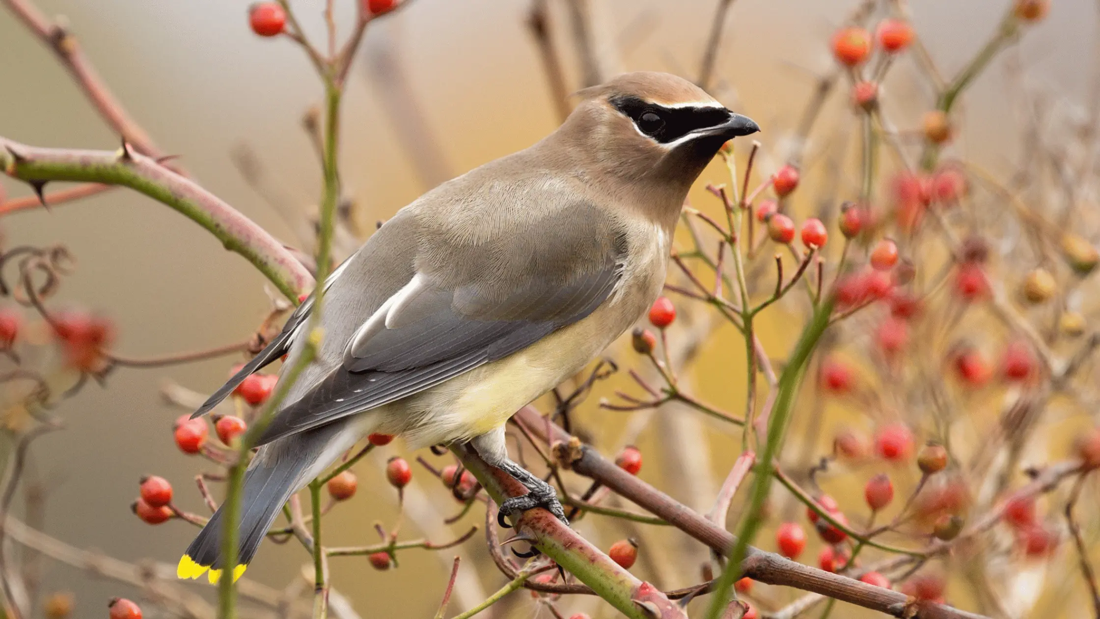 Cedar Waxwing