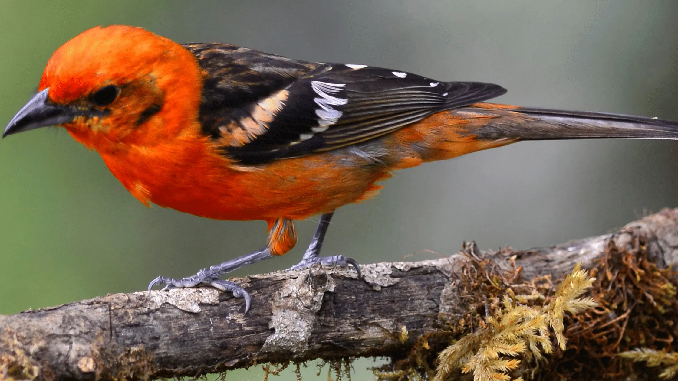 Flame-Colored Tanager