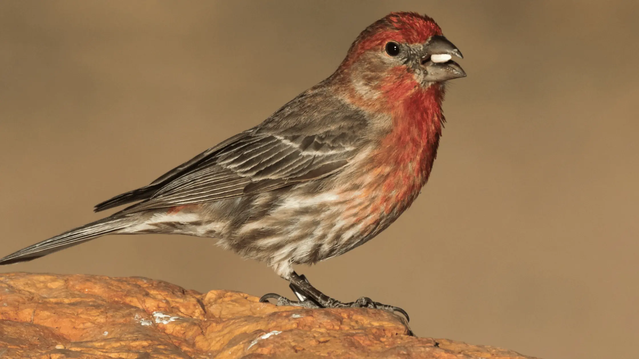 House Finch