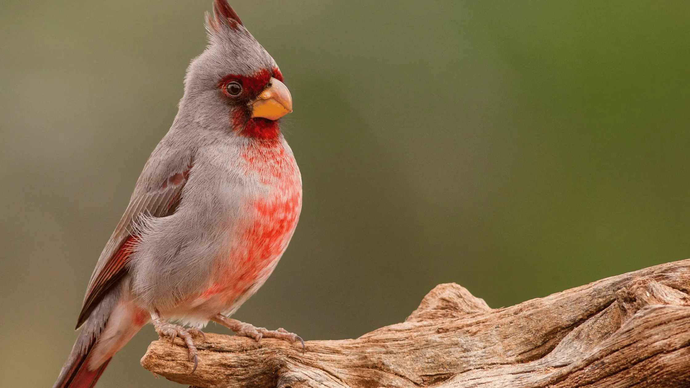 Pyrrhuloxia