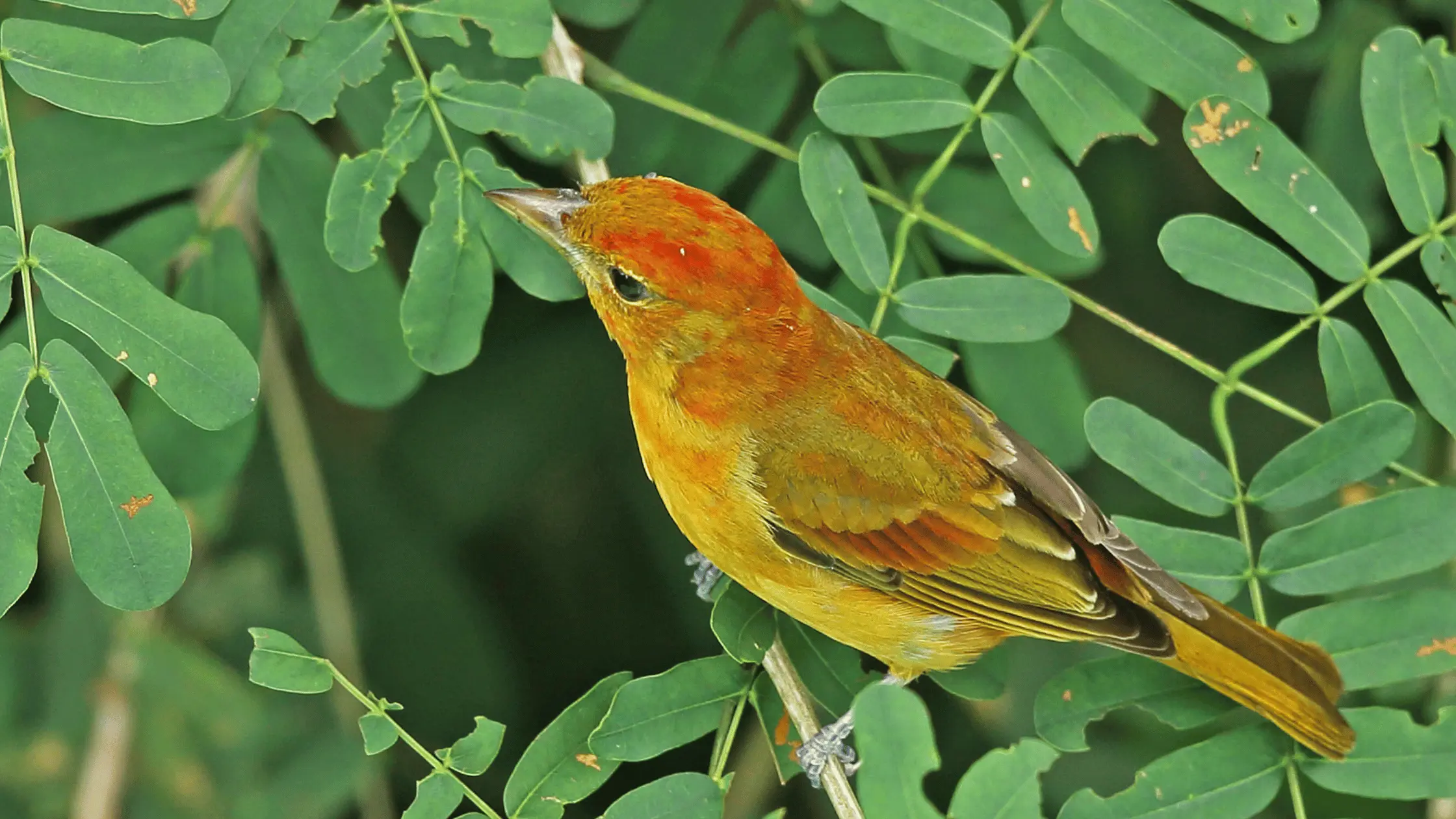 Summer Tanager